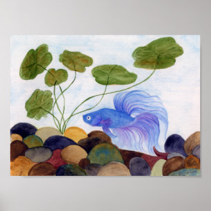 Poster Betta Azul