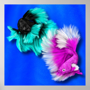 Poster Betta Fish Duo, black & teal, white & pink