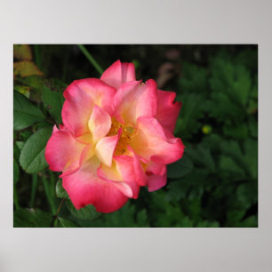 Poster Betty Boop - 24 de maio de 2009 139