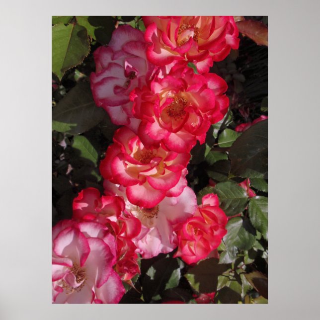 Pôster Betty Boop Rosas (Frente)