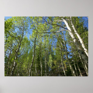 Poster Bétulas de Verão nas Montanhas Rochosas