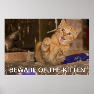 Pôster Beware do gatinho