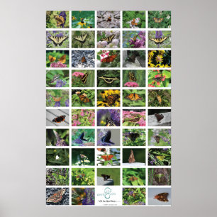 Pôster bfly_50_poster