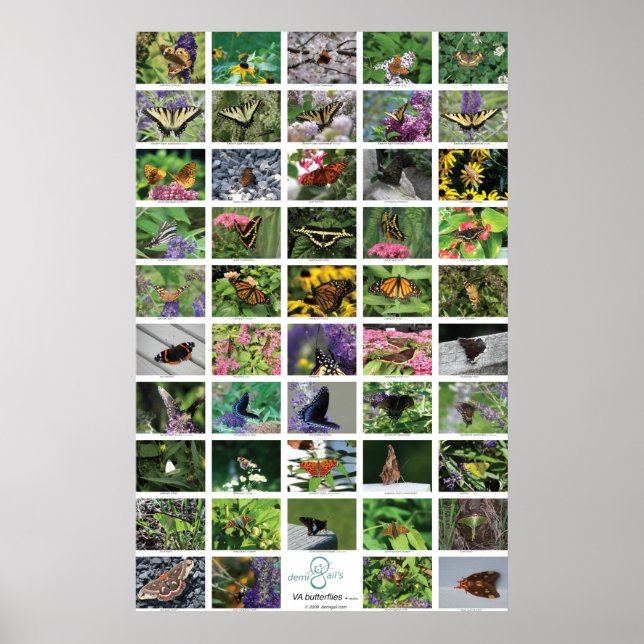 Pôster bfly_50_poster (Frente)