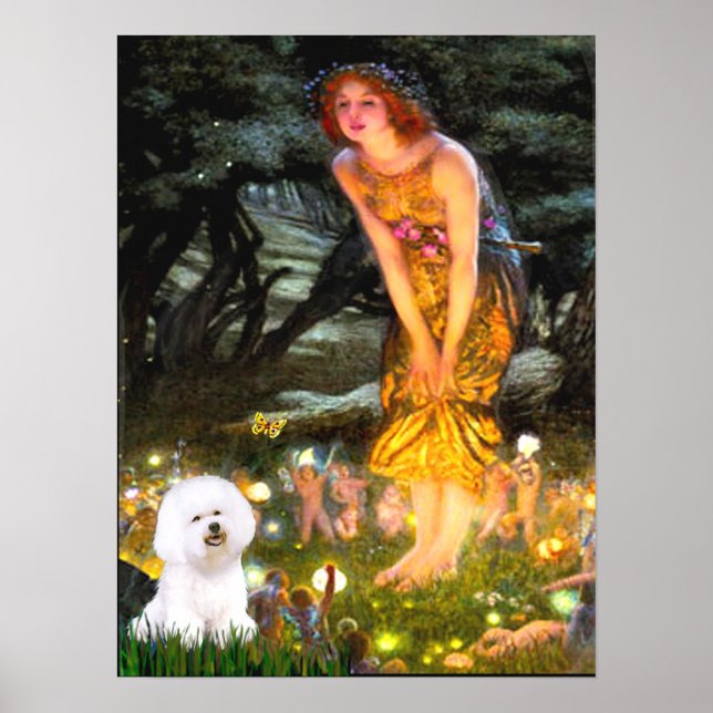 Pôster Bichon Frise 1 - Véspera de Meados (Frente)
