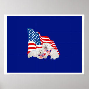 Poster Bichon Frise Bandeira Americana