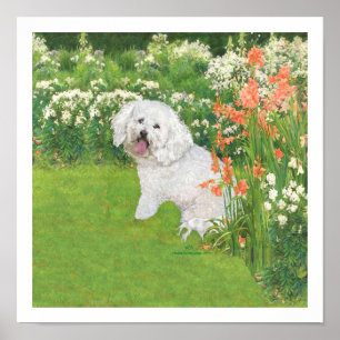 Pôster Bichon Frise Fantasia Coral