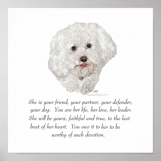 Pôster Bichon Frise Lembrança FÊMEA (Frente)