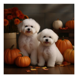 Pôster Bichon Frise Puppy Autumn Delight Pumpkin