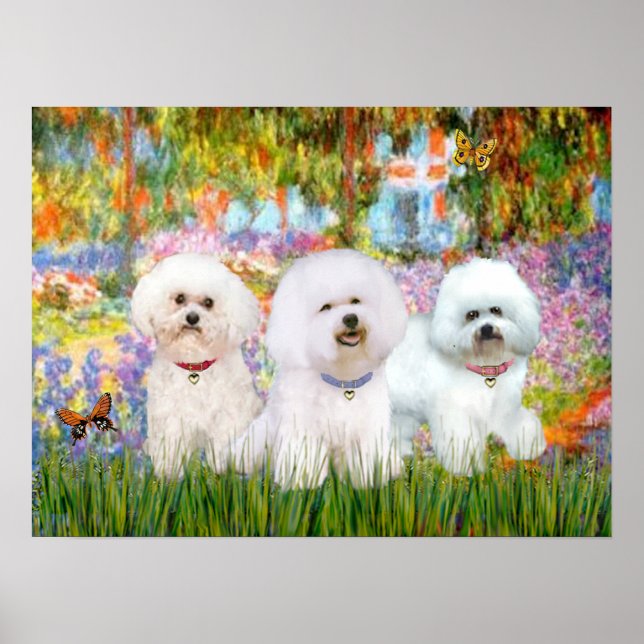 Pôster Bichon Frise Trio - Jardim (VG) (Frente)