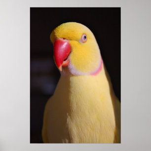 Poster Bico do Parakeet de Ringneck do indiano de Lutino