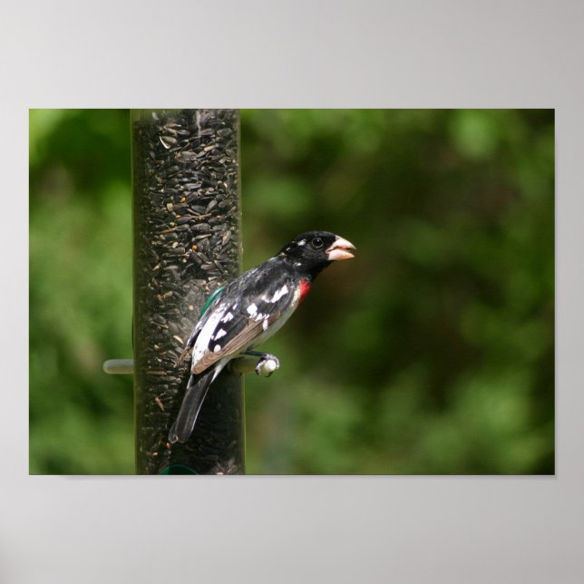 Pôster Bico-grosseiro de rosa (Frente)