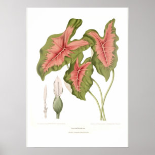 Poster Bicolor de Caladium