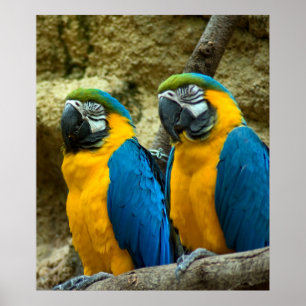 Pôster Bicos gêmeos