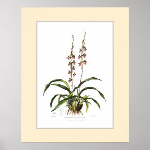 Poster Bictoniense de Cyrtochilum pela senhorita S um