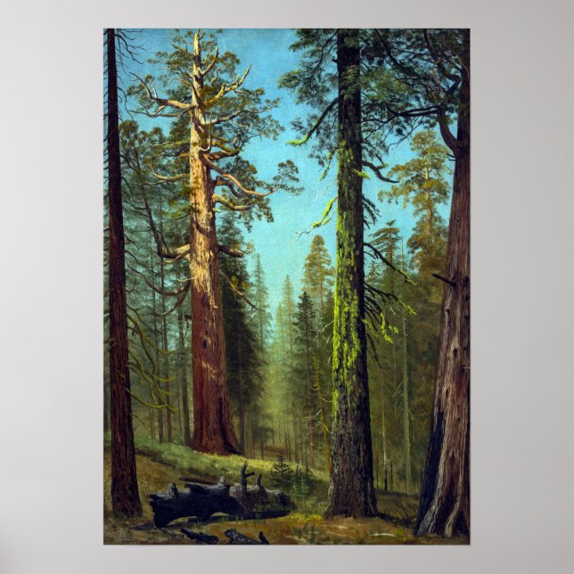 Poster Bierstadt - Gruzzly Giant Sequoia Mariposa Grove (Frente)