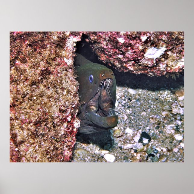 Poster Big Bouth Moray (Frente)