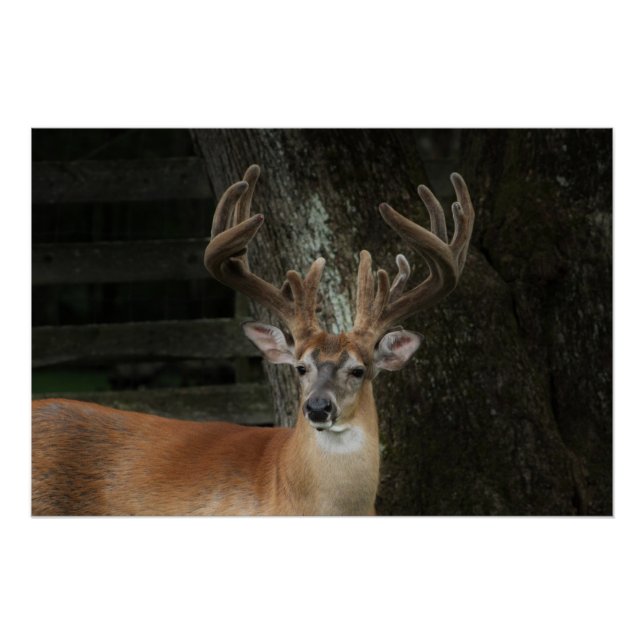 Pôster Big Buck Deer (Frente)