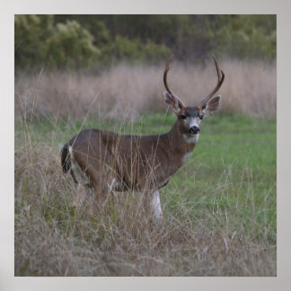 Pôster Big Buck Quatro Ponteiros