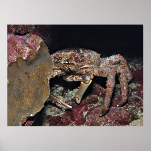 Poster Big Crab