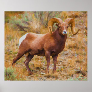 Poster Big Horn Ram