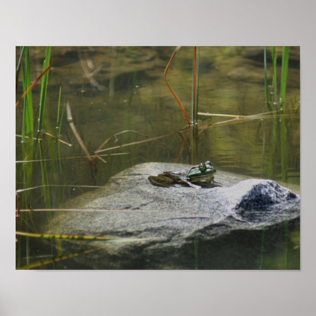 Poster Big Old Bullfrod Pond Nature (Frente)