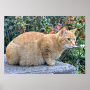 Pôster Big Red Tabby