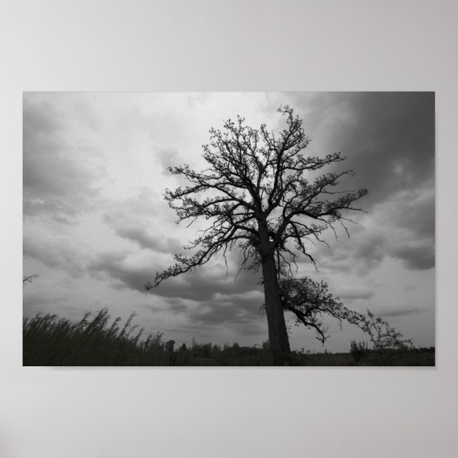 Poster Big Tree, Glacier Ridge Metropark, Dublin, Ohio (Frente)