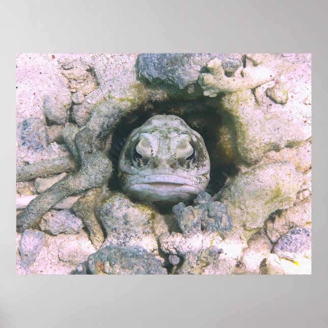 Poster Big Ugly Jawfish (Frente)