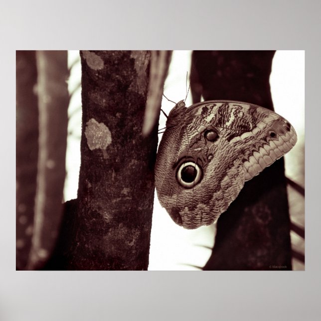 Pôster bigbutterflyeye (Frente)