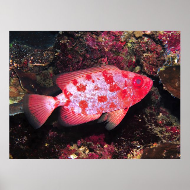 Poster Bigeye (Frente)