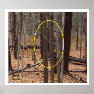 Pôster Bigfoot atrás das árvores
