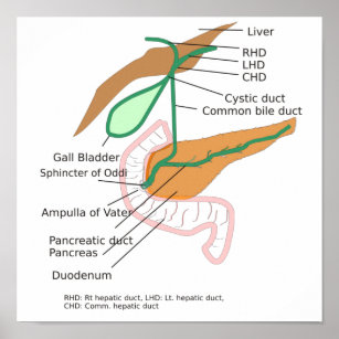 Poster Biliary System Diagram Gall Bladder