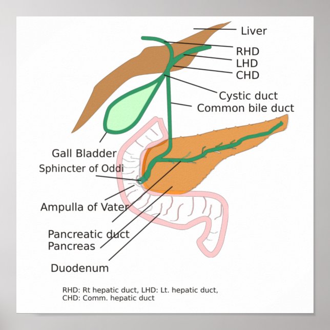 Poster Biliary System Diagram Gall Bladder (Frente)