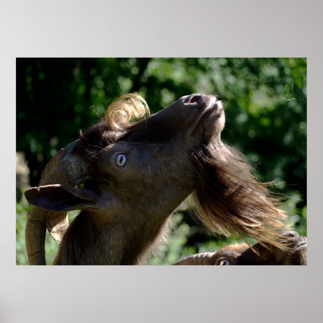 Pôster Billy Goat (Frente)