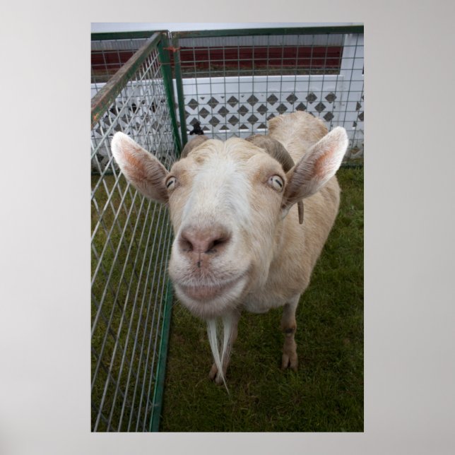 Pôster Billy Goat (Frente)