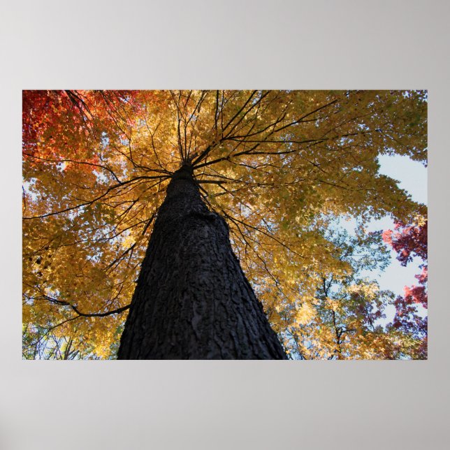 Pôster Binghamton outubro de 2008 17 (Frente)