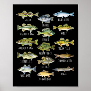 Poster Biologia das Espécies de Peixes Tipos de Peixes de