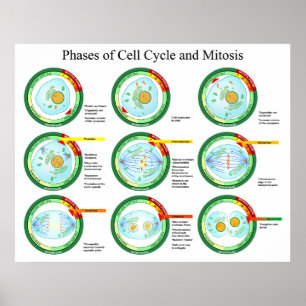 Poster Biological Phases of Cell Cycle and Mitosis Chart