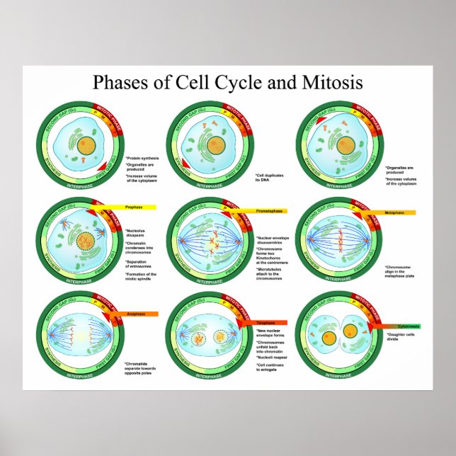 Poster Biological Phases of Cell Cycle and Mitosis Chart (Frente)