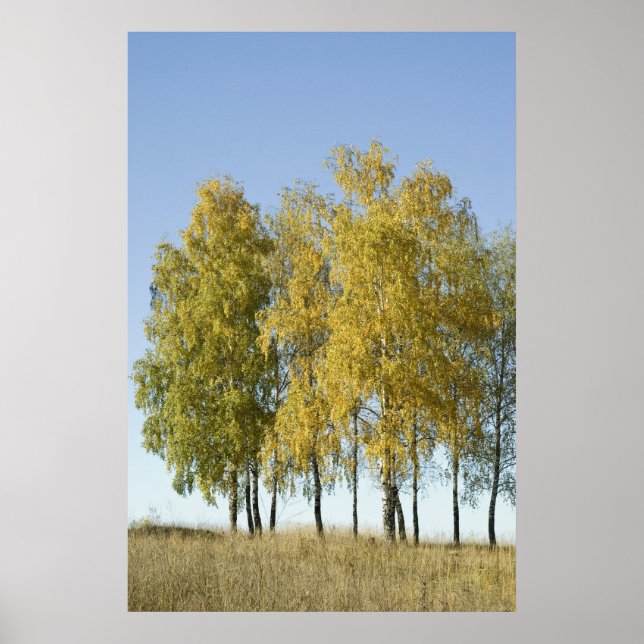 Poster Birch (Frente)