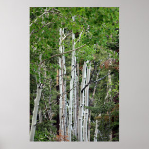 Poster Birch Trees Mount Charleston Nevada