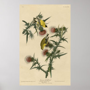 Pôster Bird, América, American Goldfinch, Audubon, Vintag
