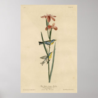 Pôster Bird, América, Blue Yellow Backing Warbler, Audubo