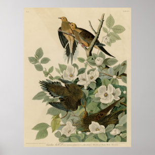 Pôster Bird, América, Carolina Turtle Dove, Audubon, Vint