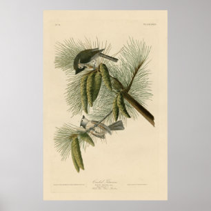 Poster Bird, América, Crested Titmouse, Audubon, Vintage