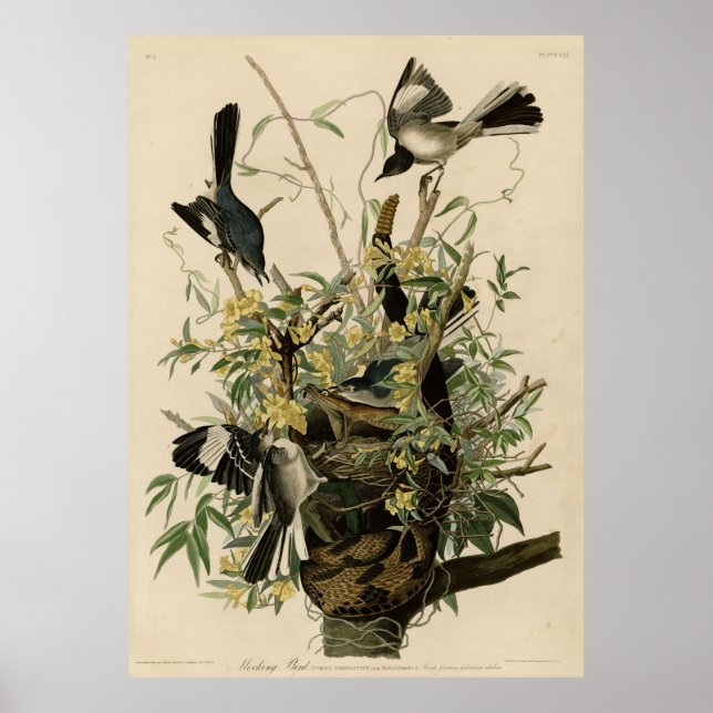 Poster Bird, América, Mocking Bird, Audubon, Vintage (Frente)