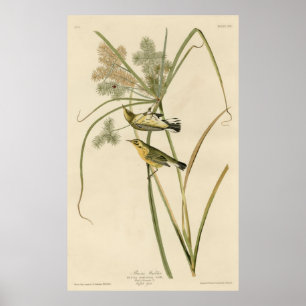 Pôster Bird, America, Prairie Warbler, Audubon, Vintage