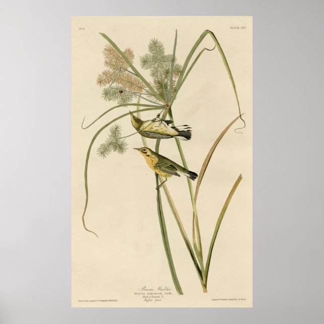 Pôster Bird, America, Prairie Warbler, Audubon, Vintage (Frente)