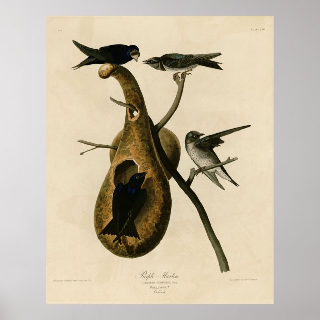 Poster Bird, America, Purple Martin, Audubon, Vintage (Frente)